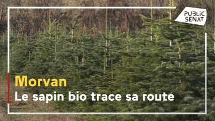 Au milieu des sapins bios du Morvan