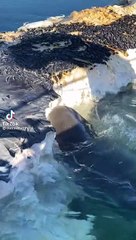 Tiger shark eats big whale