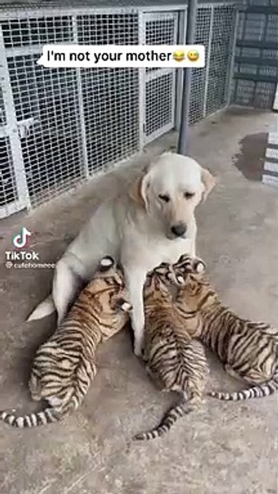 Wrong mother