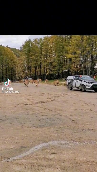 Tiger attacks