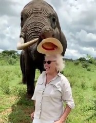 Un éléphant qui vole le chapeau d'une femme touriste !