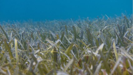 Changement climatique : les prairies sous-marines ne stockeraient pas autant de CO2 qu'estimé