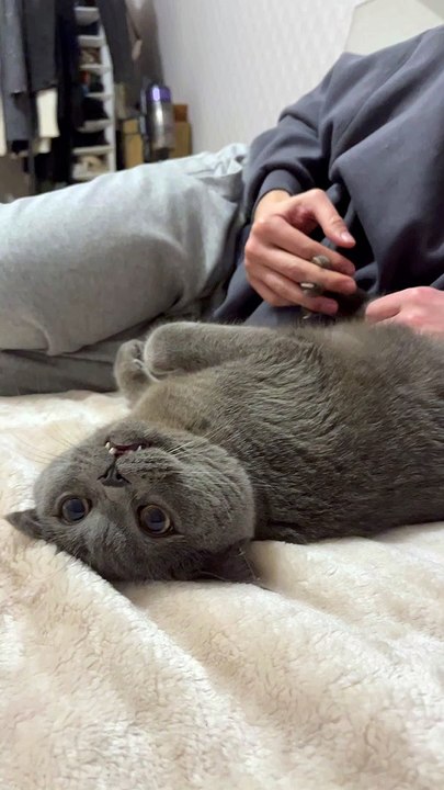 Comfortable Kitty Enjoys Paw Massage