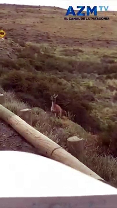 Ce pauvre bébé lama vient chercher de l'aide auprès de conducteurs... trop tard