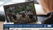 12 Scams of Christmas: How to spot fake puppy sites