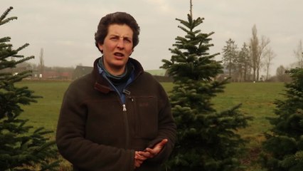 Les seuls sapins bios de Wallonie se trouvent dans la ferme d'Anne-Sophie à Anhée