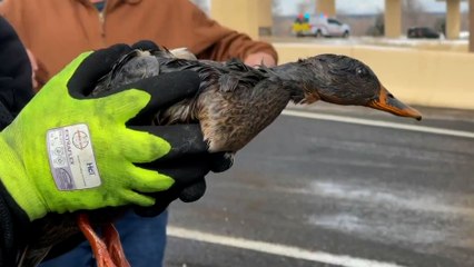 Firefighter Save Duck Covered In Diesel From Overturned Tanker.mp4