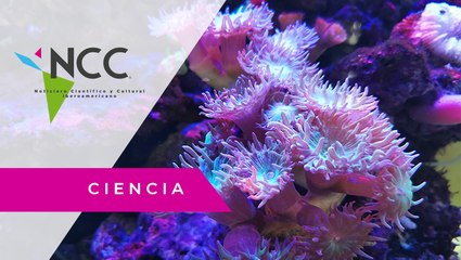 España desarrolla proyecto para preservar a la anémona marina