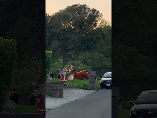 Wild Bear Loses to Giant Inflatable Reindeer