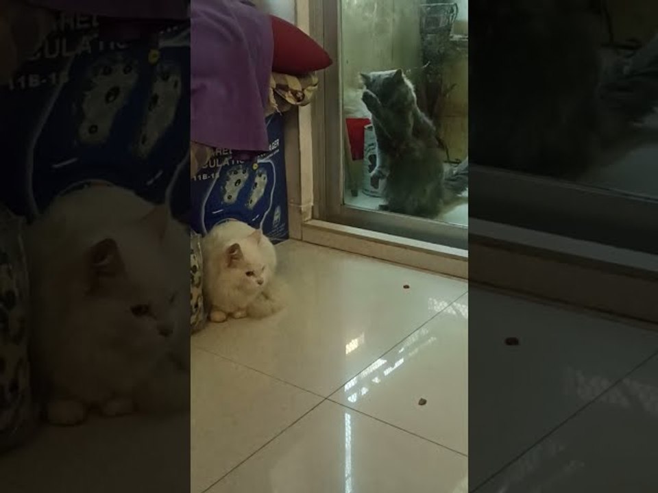 Cat Wanting Reunion Scratches at Window
