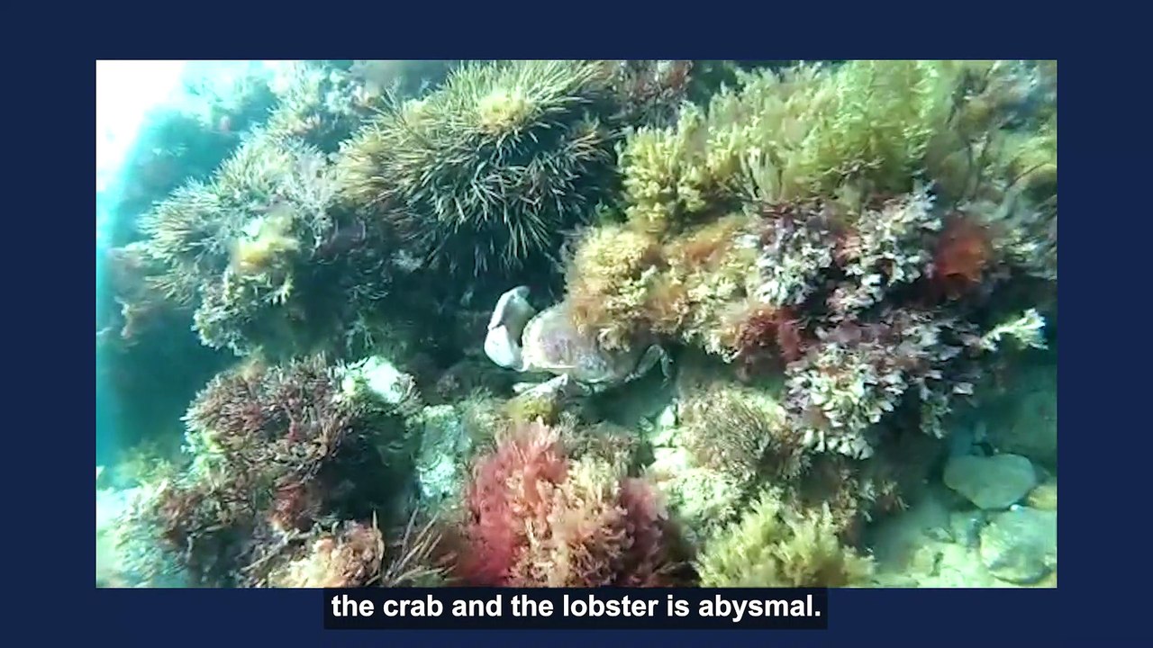 New video shows positive effect of inshore trawling ban in Sussex