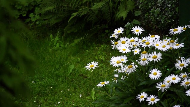 THUNDERSTORM RAIN SOUND AND STUNNING FLOWERS