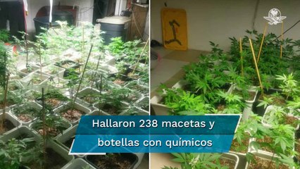 Policía CDMX halla casa donde cultivaban marihuana en Tlalpan