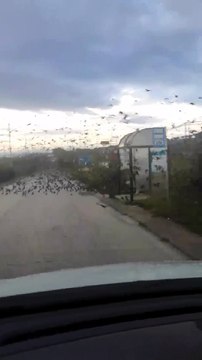 Puglia: la strada ricoperta da un enorme stormo di uccelli nel foggiano