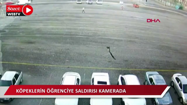 Köpeklerin öğrenciye saldırısı kamerada