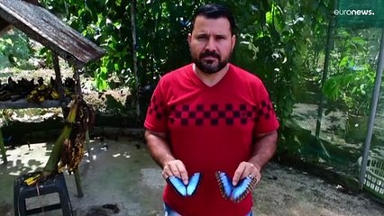 Costa Rica, principal exportador de mariposas del mundo