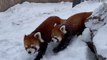 Red pandas explore a zoo transformed into a winter wonderland