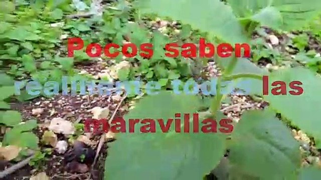 Si tienes esta Planta en tu casa, tiene un Tesoro y no lo sabías! ORÉGANO