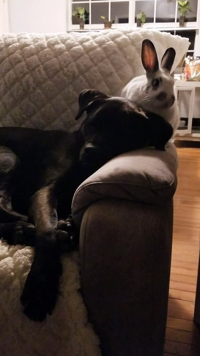 Bunny Digs Into Dog Brother