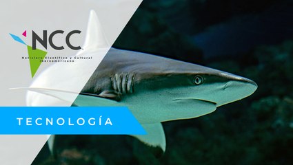 En Galápagos insertan chip a un tiburón para rastrear su hábitat