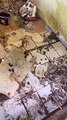 Vídeo mostra resgate de cachorros desnutridos em lugar imundo de Florianópolis