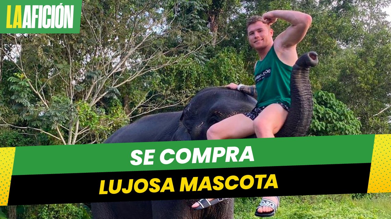 Canelo' Álvarez se compra lujoso gato de casi 20 mil pesos