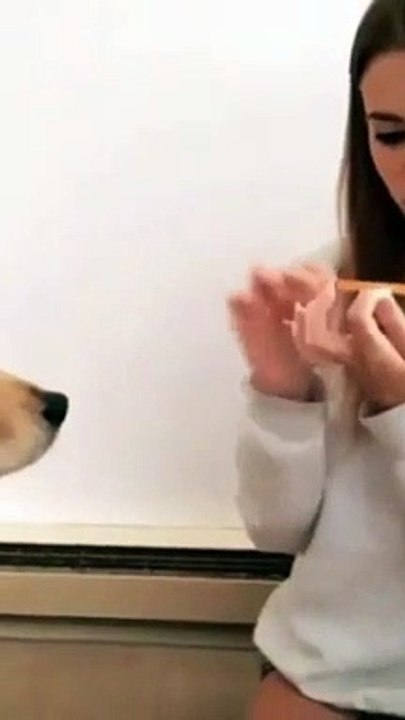 dog vs monkey |#pets