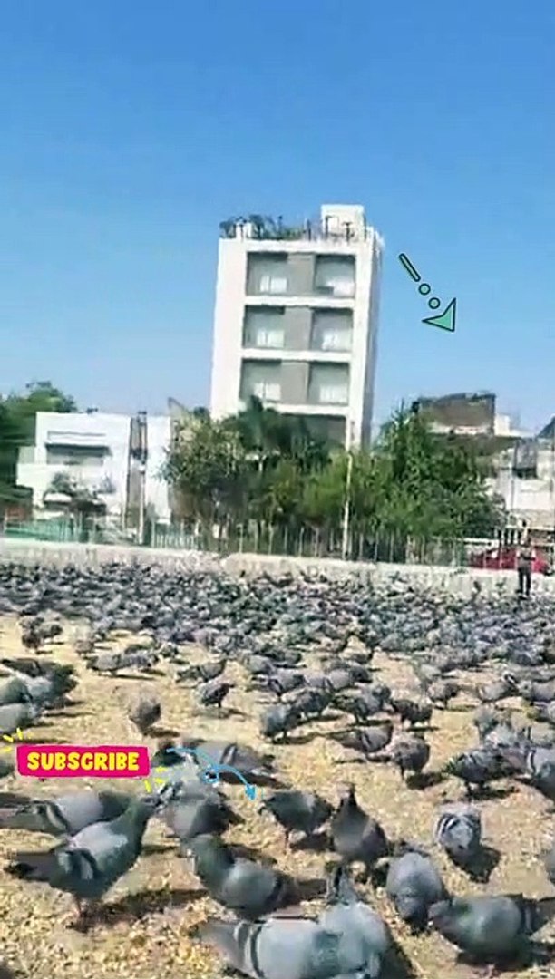 ⁣pets birds |#birds #pets