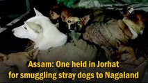 Assam: One held in Jorhat for smuggling stray dogs to Nagaland