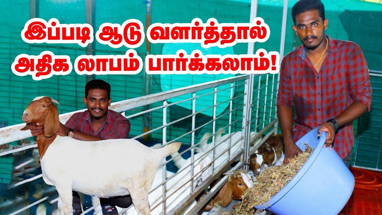 "இப்படி ஆடு வளர்த்தால் அதிக லாபம் ஈட்டலாம்!"  -வழிகாட்டும் இளைஞர்