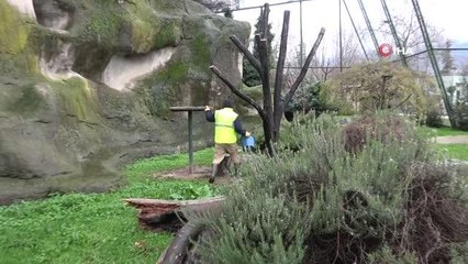 Dünyada nesli tükeniyor....Bursa'da nüfusu artıyor