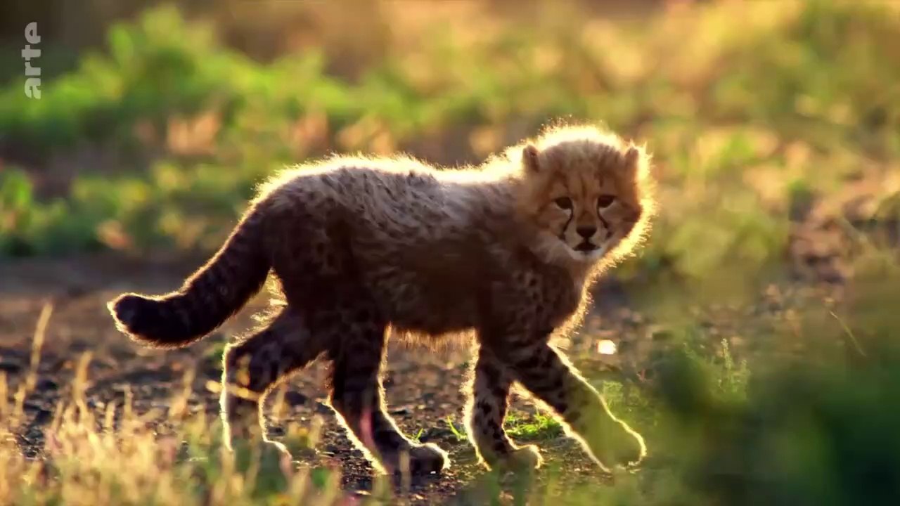 Les petits des animaux sauvages - Usana, la guéparde