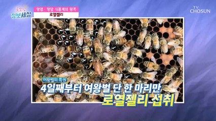 항염작용과 면역력에 좋은 『로열젤리』 TV CHOSUN 211217 방송