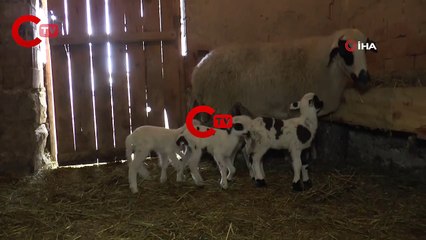 Beşiz kuzular neşe ve umut kaynağı oldu