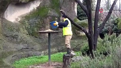 Dünyada nesli tükeniyor....Bursa'da nüfusu artıyor