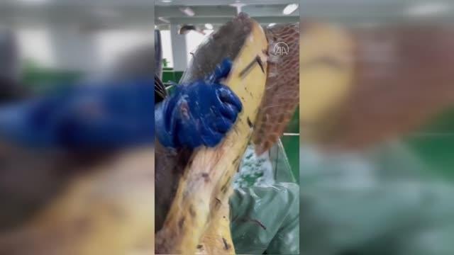 ÇANAKKALE - Balık ağlarına takılan caretta caretta doğal ortamına bırakıldı