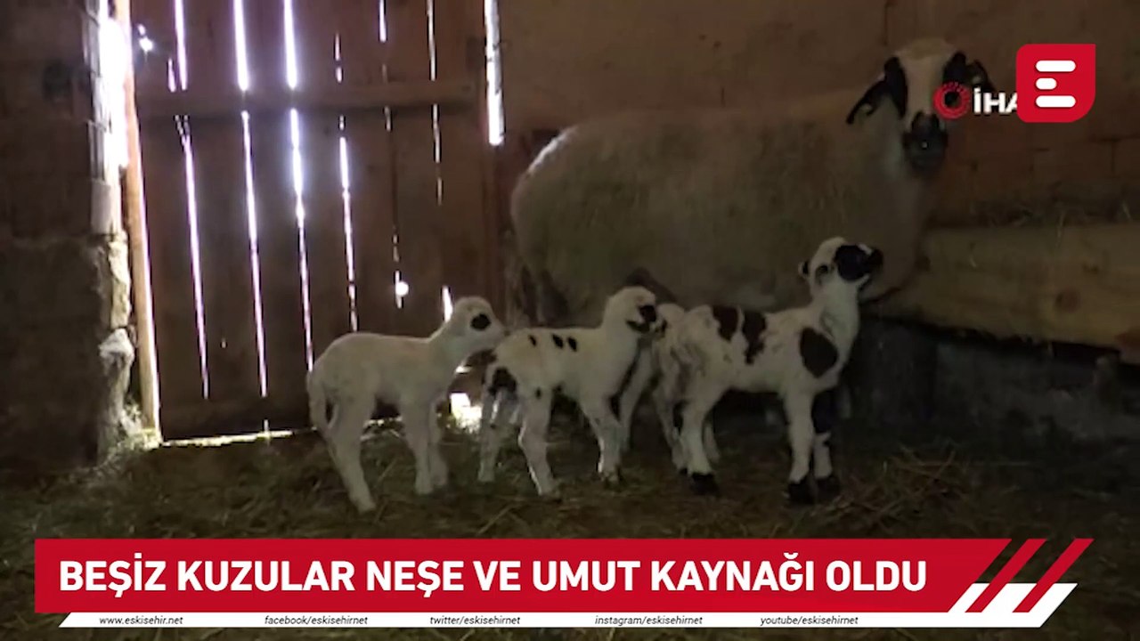 Beşiz kuzular neşe ve umut kaynağı oldu