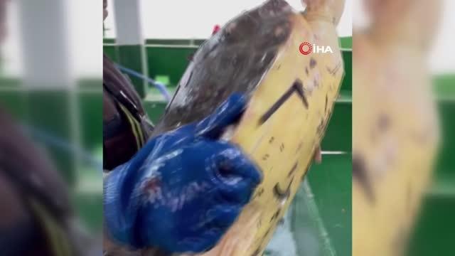 Çanakkale'de balıkçı ağlarına takılan caretta caretta denize salındı