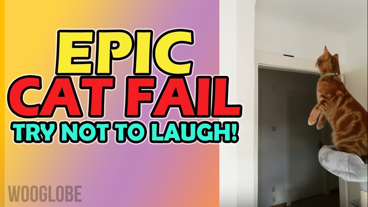 'Cat tries to jump from pet tower to the top of door *MUST-SEE OUTCOMES!* '