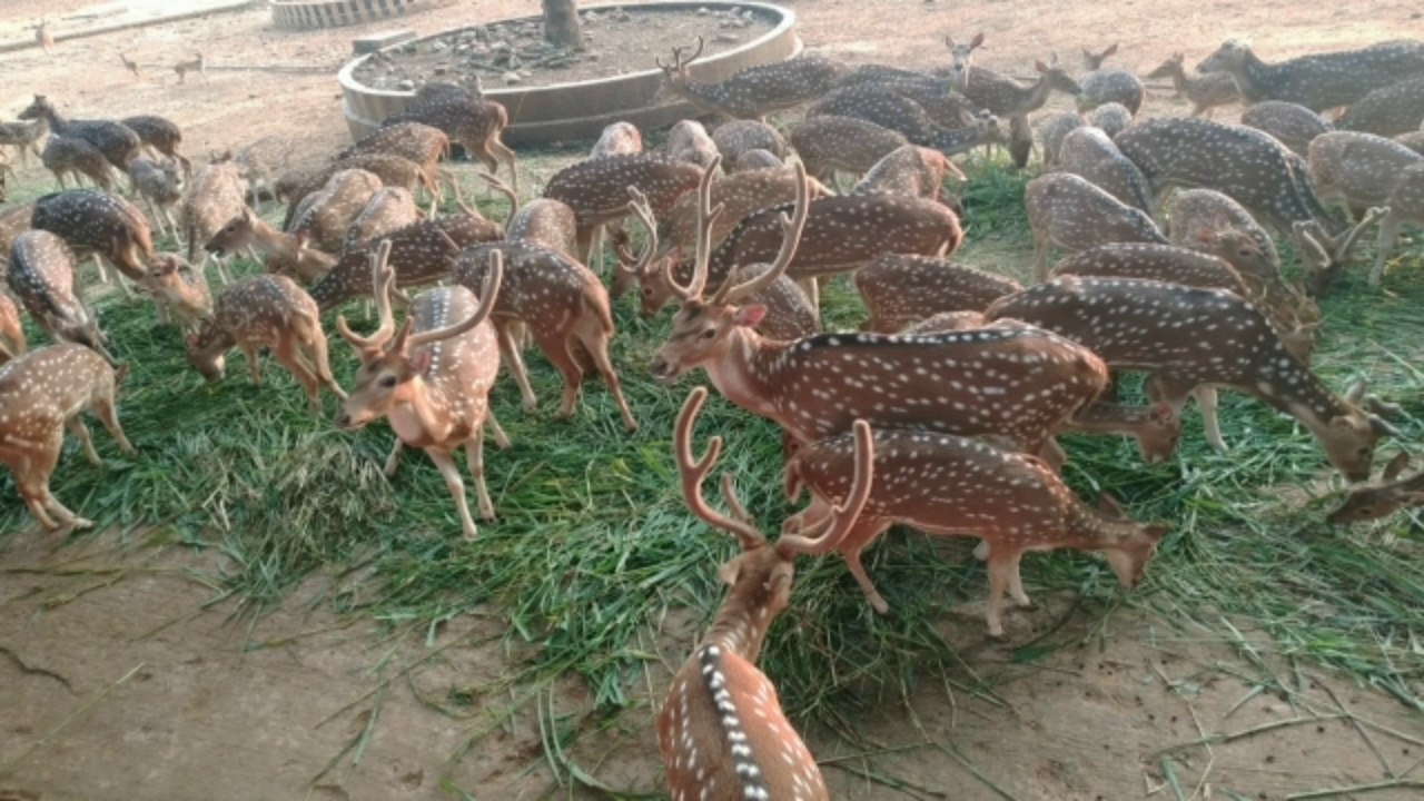 Spotted Deer Mating