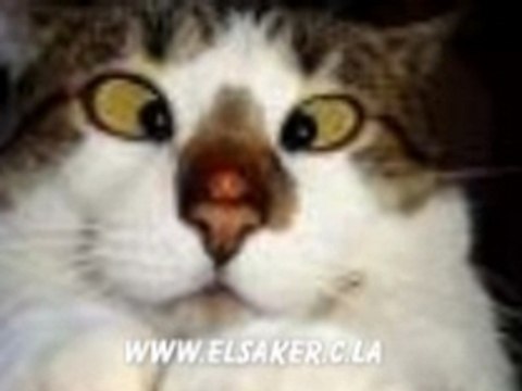 Fokaha 03 lol mdr dahka 2008