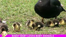 Very Sweet Baby Animals - Babsy baby loves sweet animal babies