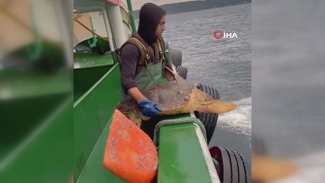 Ağlara takılan caretta caretta denize bırakıldı