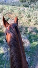 Becerro recién nacido Algarra