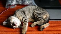Beautiful Cat - Sleeping Time | Funny Cats | Cute Cats | AR Studio