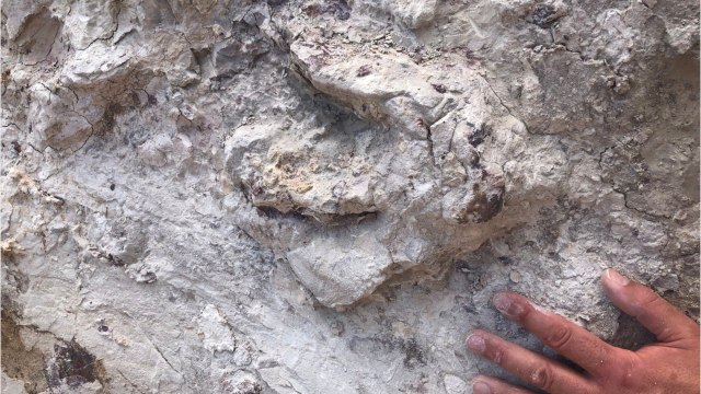 Des empreintes de dinosaures découvertes en Pologne, au sud de Varsovie