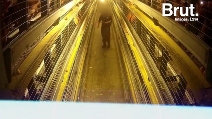 Images choquantes dans un élevage de poules pondeuses des Deux-Sèvres