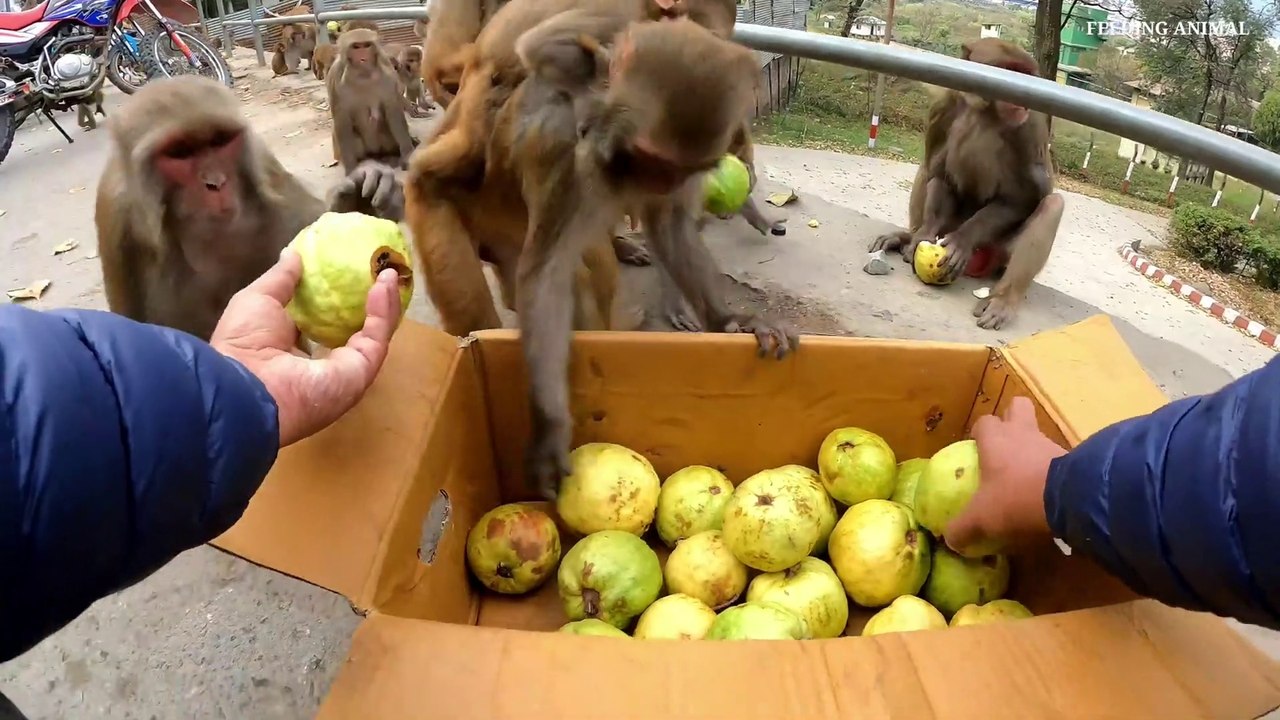 world biggest giant guava feeding monkey __ a group of monkey like to eat guava_Full-HD
