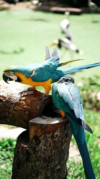 Ever witnessed a dancing parrot before ???