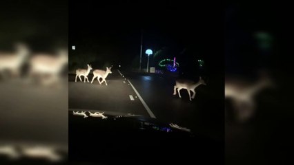 Deer cross road to look at Christmas lights